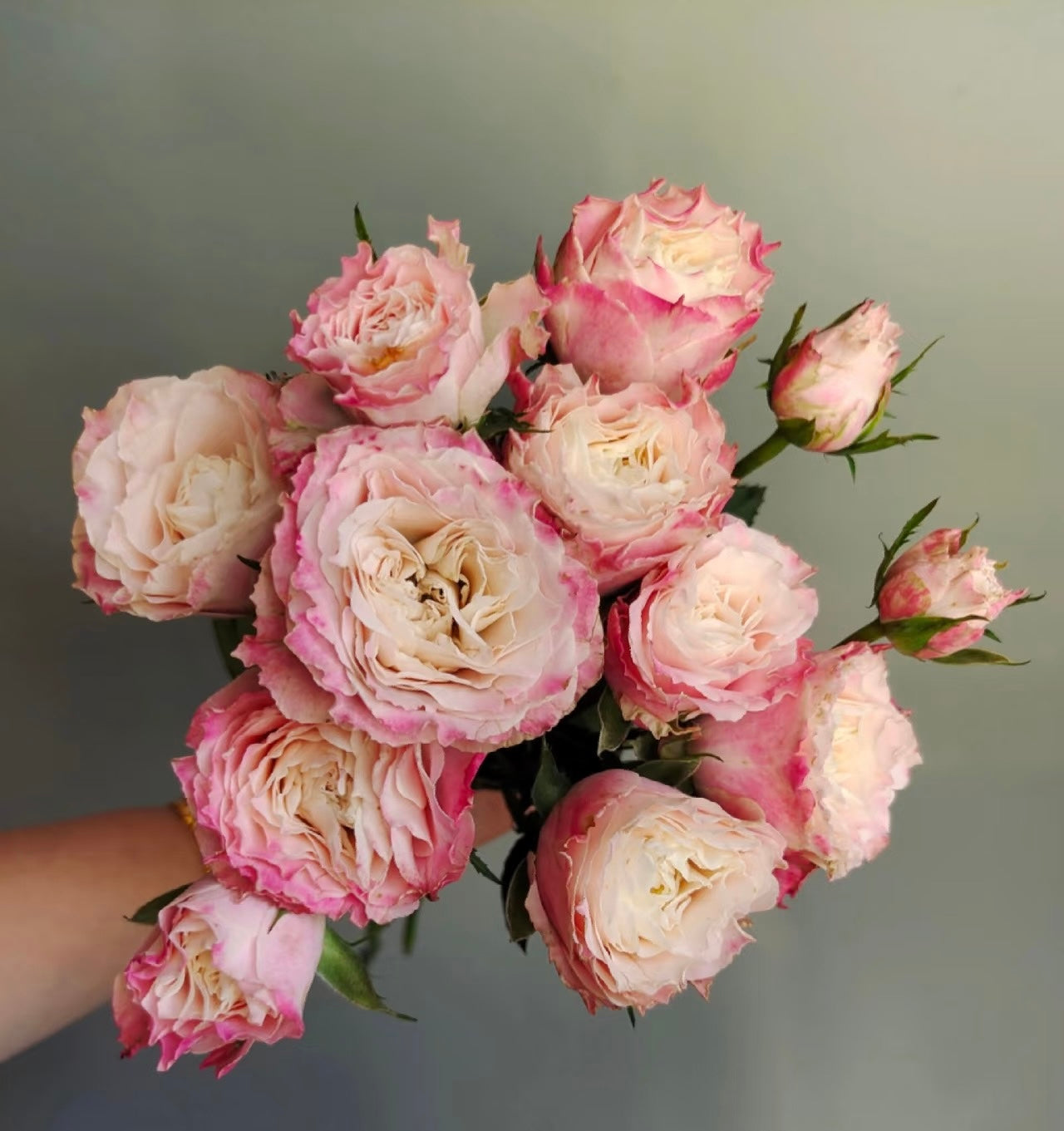 Rose  ‘ Dorothy Perkins ’桃乐丝