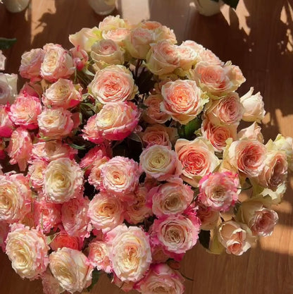 Rose  ‘ Dorothy Perkins ’桃乐丝