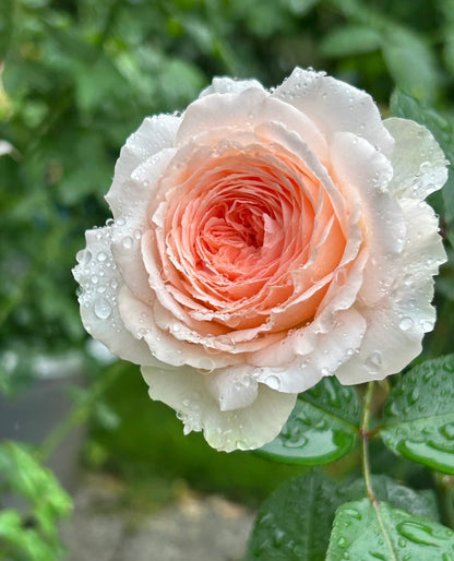 Rose ’ Fairytale Magic‘ 童话魔法