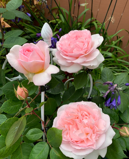 Rose ’ Fairytale Magic‘ 童话魔法