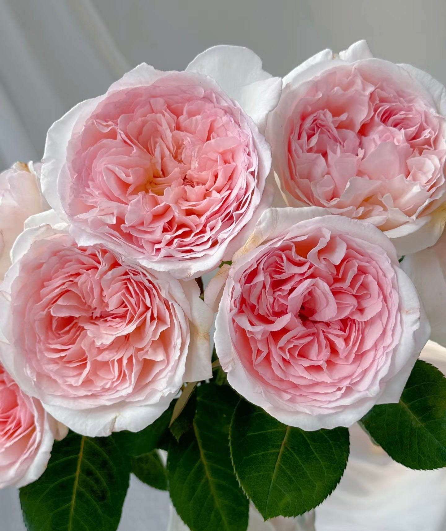 Rose ’ Fairytale Magic‘ 童话魔法