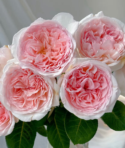 Rose ’ Fairytale Magic‘ 童话魔法