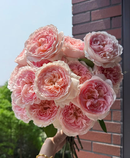 Rose ’ Fairytale Magic‘ 童话魔法