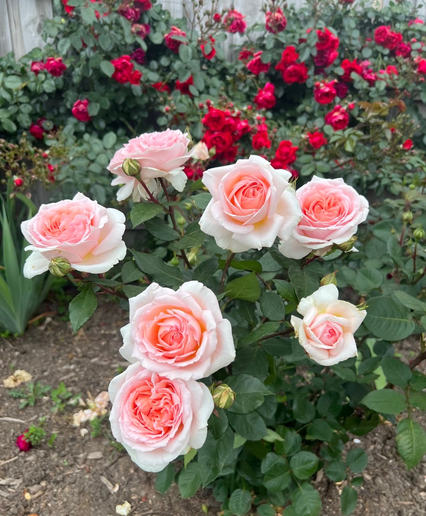 Rose ’ Fairytale Magic‘ 童话魔法