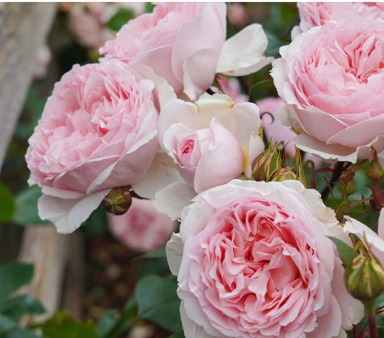 Rose ’ Fairytale Magic‘ 童话魔法