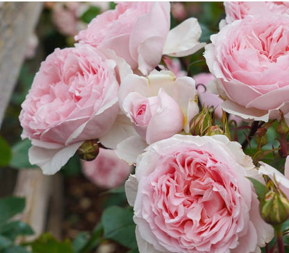 Rose ’ Fairytale Magic‘ 童话魔法