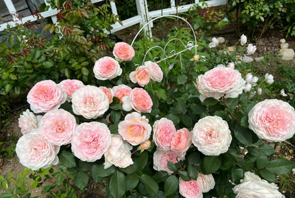 Rose ’ Fairytale Magic‘ 童话魔法