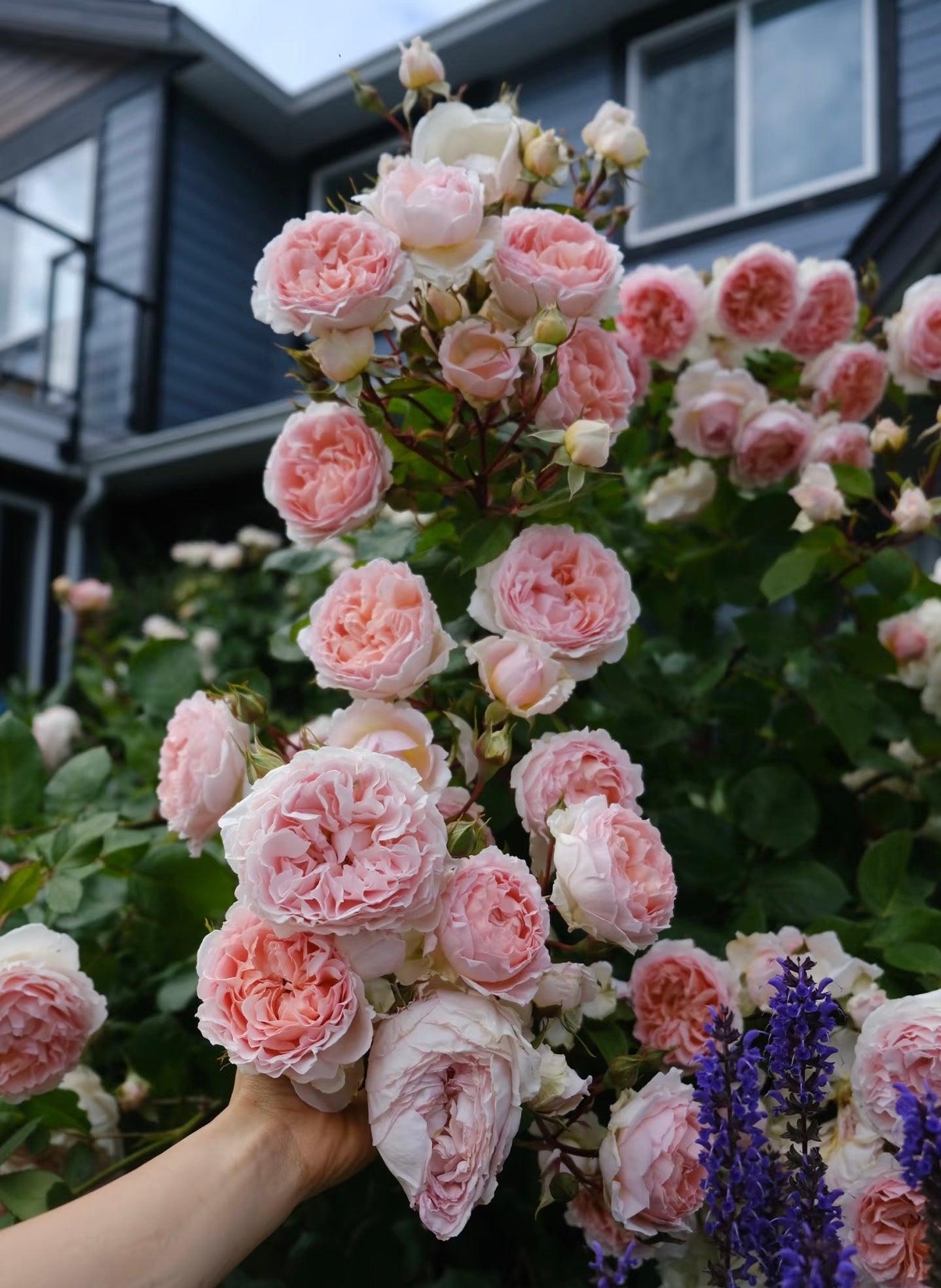 Rose ’ Fairytale Magic‘ 童话魔法