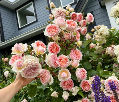 Rose ’ Fairytale Magic‘ 童话魔法