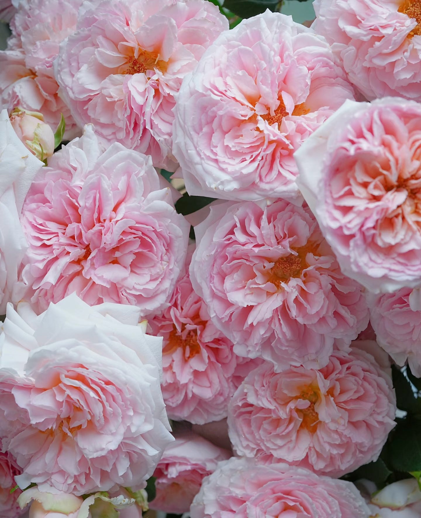 Rose ’ Fairytale Magic‘ 童话魔法