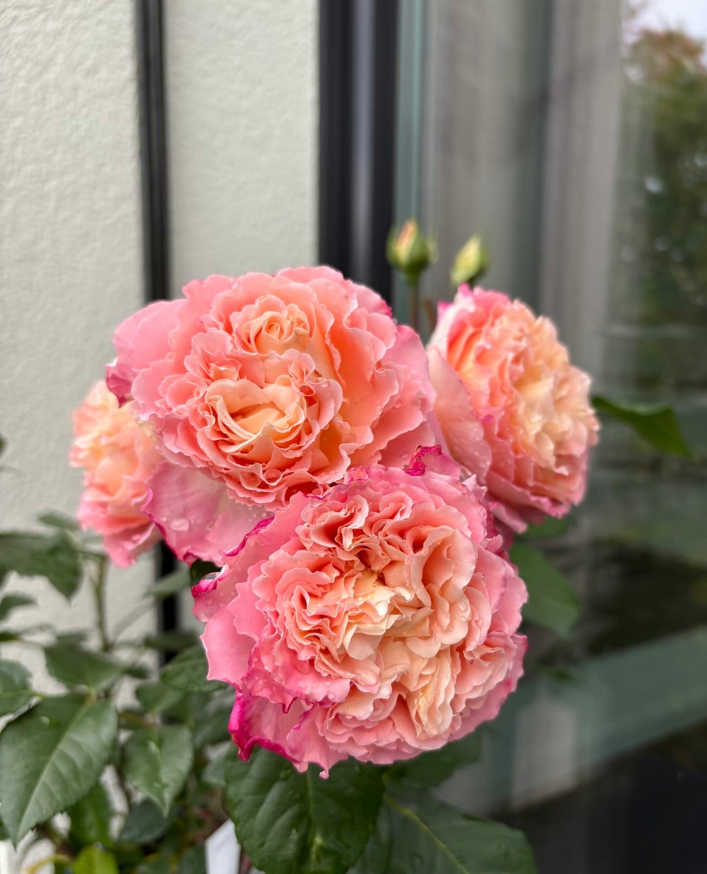 Rose‘ Augusta Luise’ 奥古斯塔路易斯