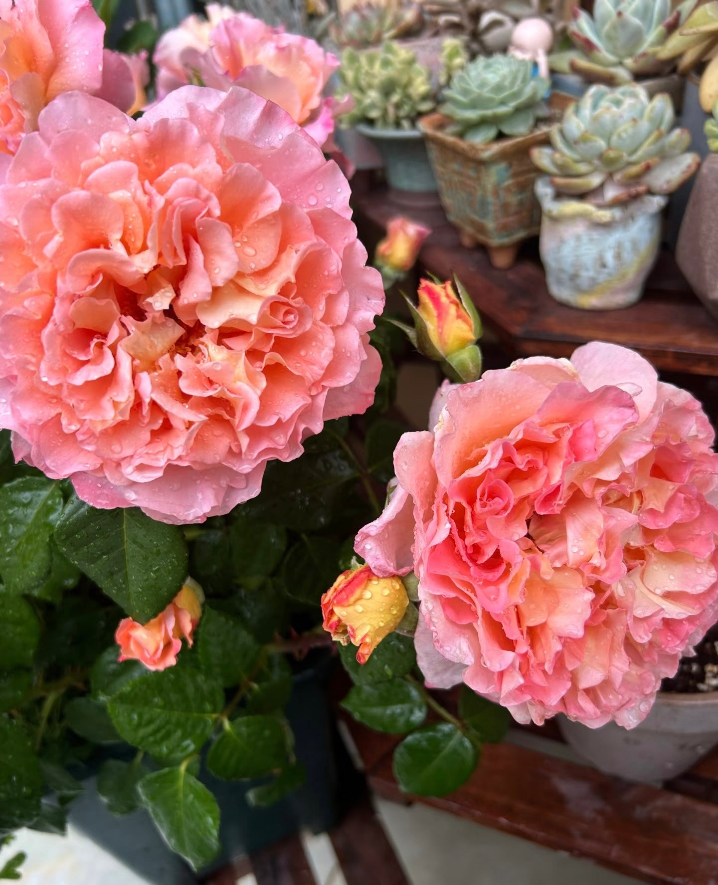 Rose‘ Augusta Luise’ 奥古斯塔路易斯