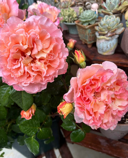Rose‘ Augusta Luise’ 奥古斯塔路易斯
