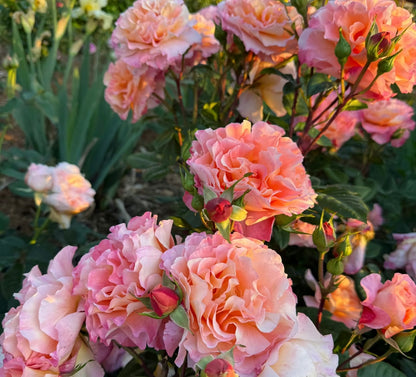 Rose‘ Augusta Luise’ 奥古斯塔路易斯