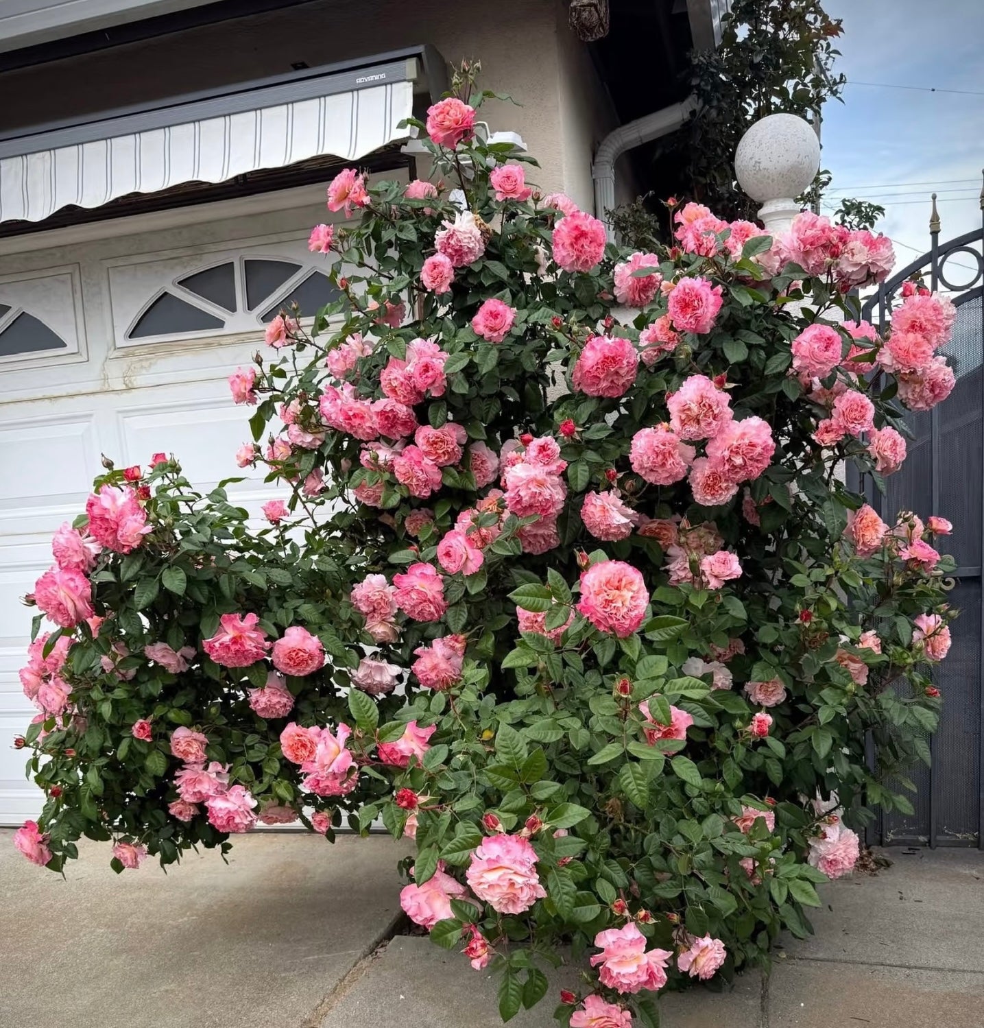 Rose‘ Augusta Luise’ 奥古斯塔路易斯