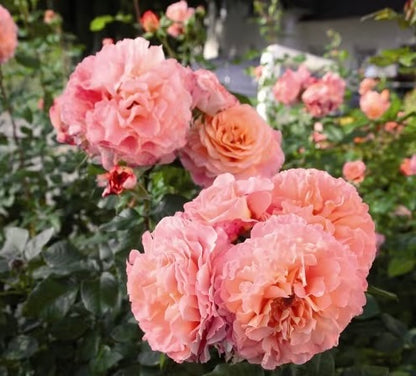Rose‘ Augusta Luise’ 奥古斯塔路易斯
