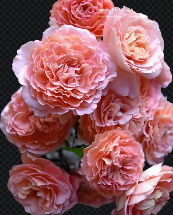 Rose‘ Augusta Luise’ 奥古斯塔路易斯