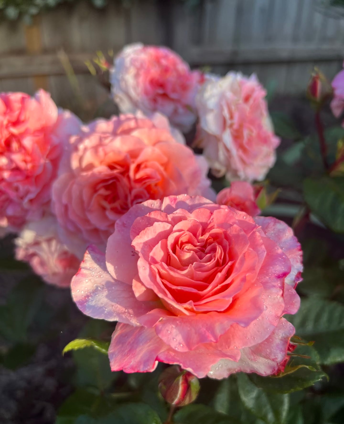 Rose‘ Augusta Luise’ 奥古斯塔路易斯