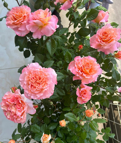 Rose‘ Augusta Luise’ 奥古斯塔路易斯