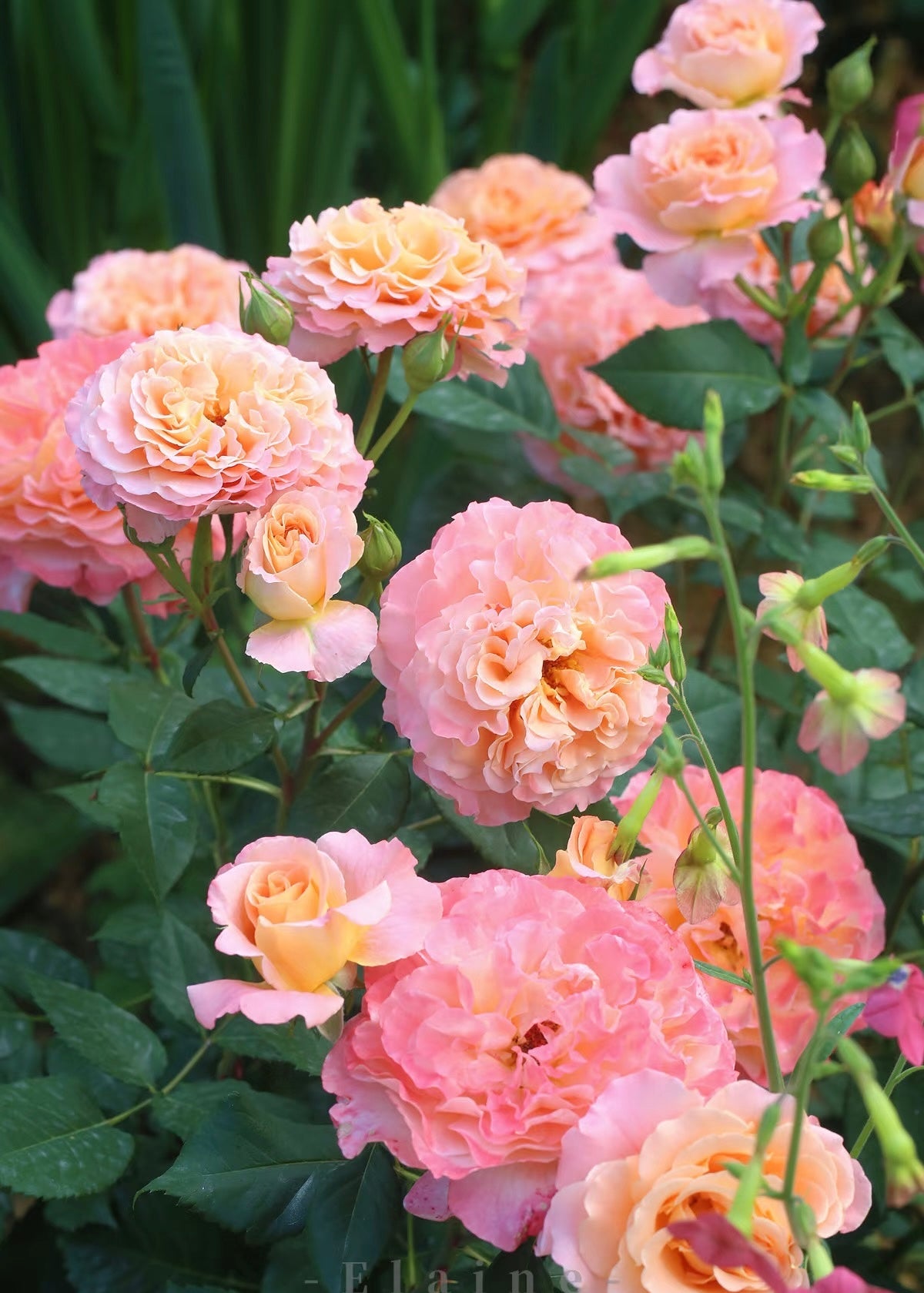 Rose‘ Augusta Luise’ 奥古斯塔路易斯