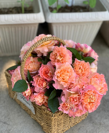 Rose‘ Augusta Luise’ 奥古斯塔路易斯