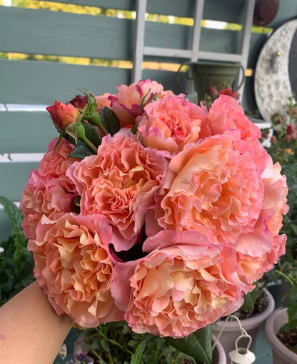 Rose‘ Augusta Luise’ 奥古斯塔路易斯