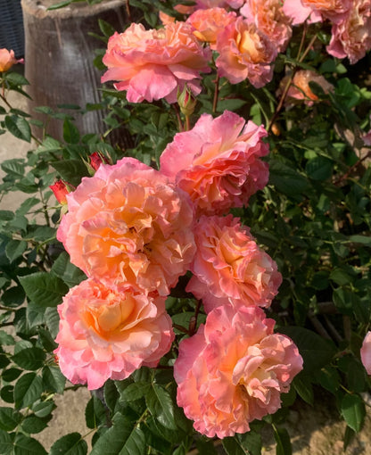 Rose‘ Augusta Luise’ 奥古斯塔路易斯