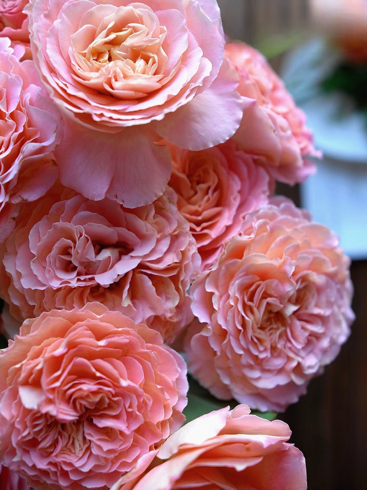 Rose‘ Augusta Luise’ 奥古斯塔路易斯