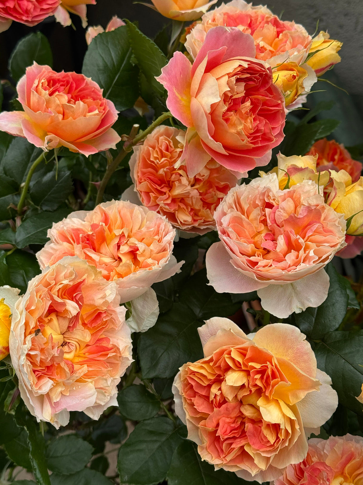 Rose 'Lanterne Citrouille' 南瓜灯笼