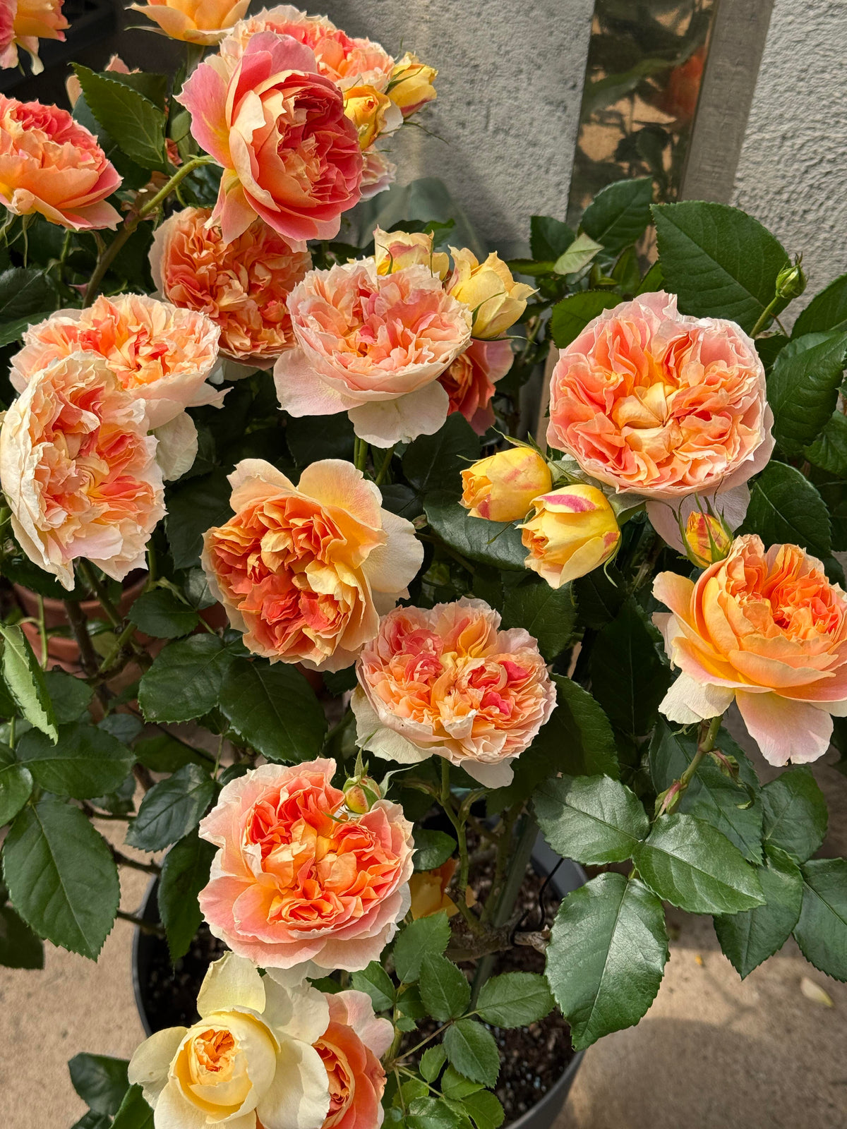 Rose 'Lanterne Citrouille' 南瓜灯笼