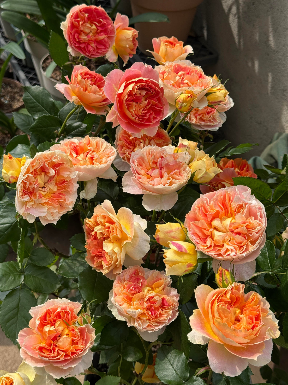 Rose 'Lanterne Citrouille' 南瓜灯笼