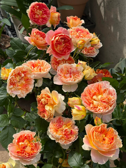 Rose 'Lanterne Citrouille' 南瓜灯笼