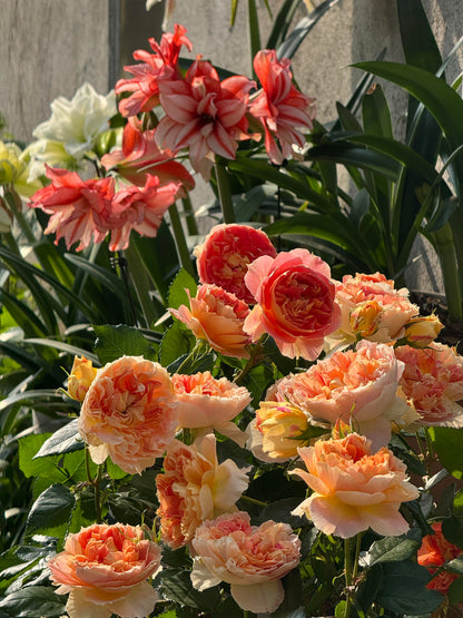 Rose 'Lanterne Citrouille' 南瓜灯笼