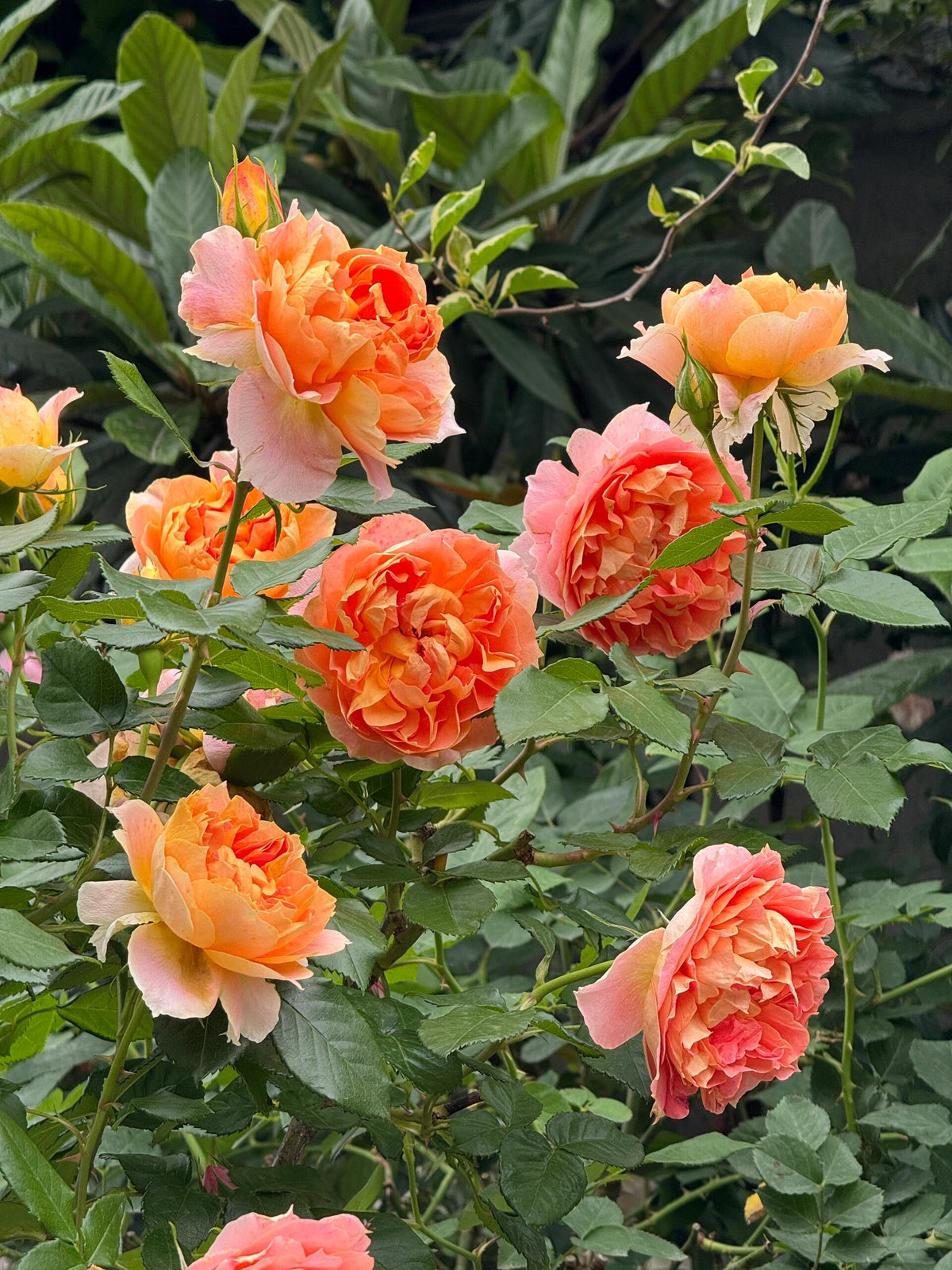 Rose 'Lanterne Citrouille' 南瓜灯笼