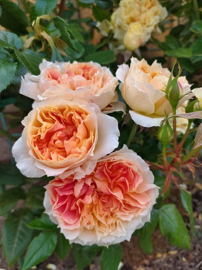 Rose 'Lanterne Citrouille' 南瓜灯笼