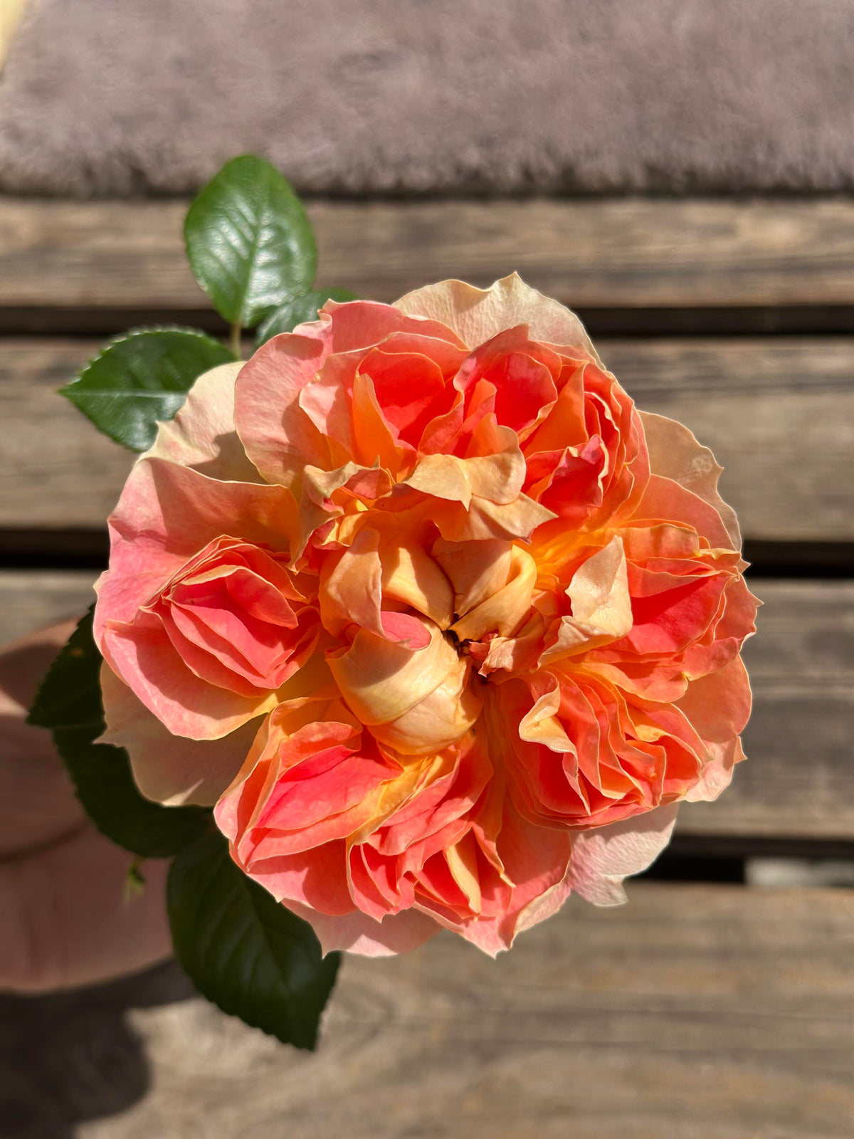 Rose 'Lanterne Citrouille' 南瓜灯笼