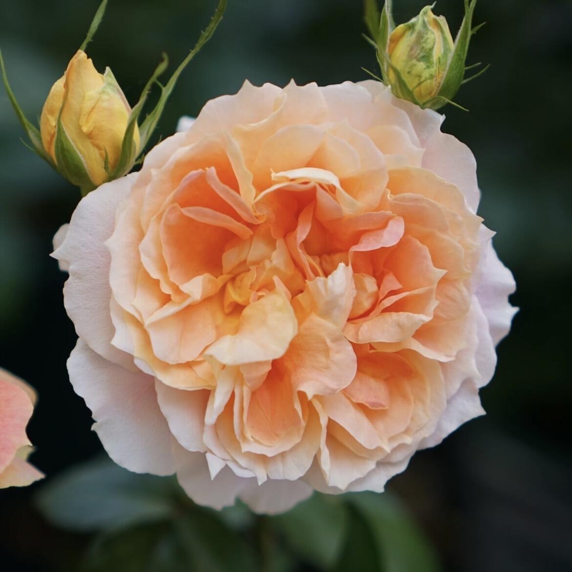 Rose 'Lanterne Citrouille' 南瓜灯笼