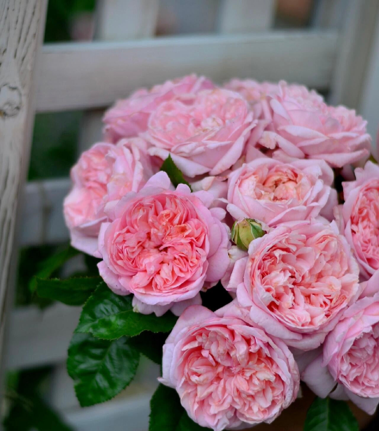 Rose ‘Mauritia|  シェ一ンハイト ’ 远古大陆- Award-Winning New Variety 2022