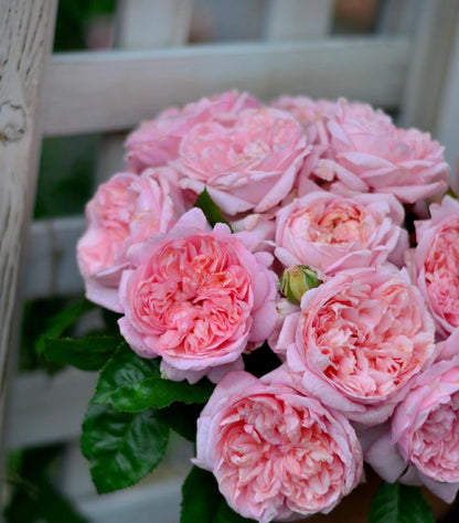 Rose ‘Mauritia|  シェ一ンハイト ’ 远古大陆- Award-Winning New Variety 2022