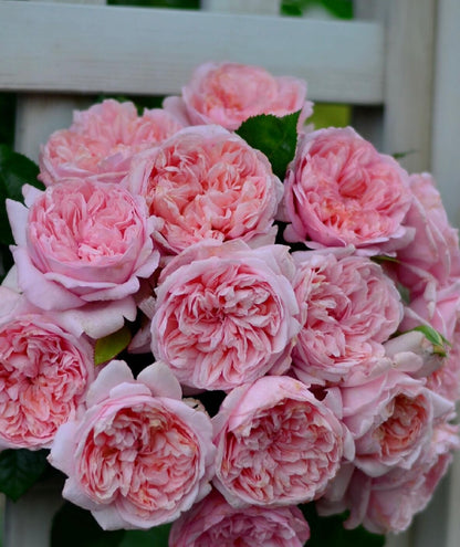 Rose ‘Mauritia|  シェ一ンハイト ’ 远古大陆- Award-Winning New Variety 2022