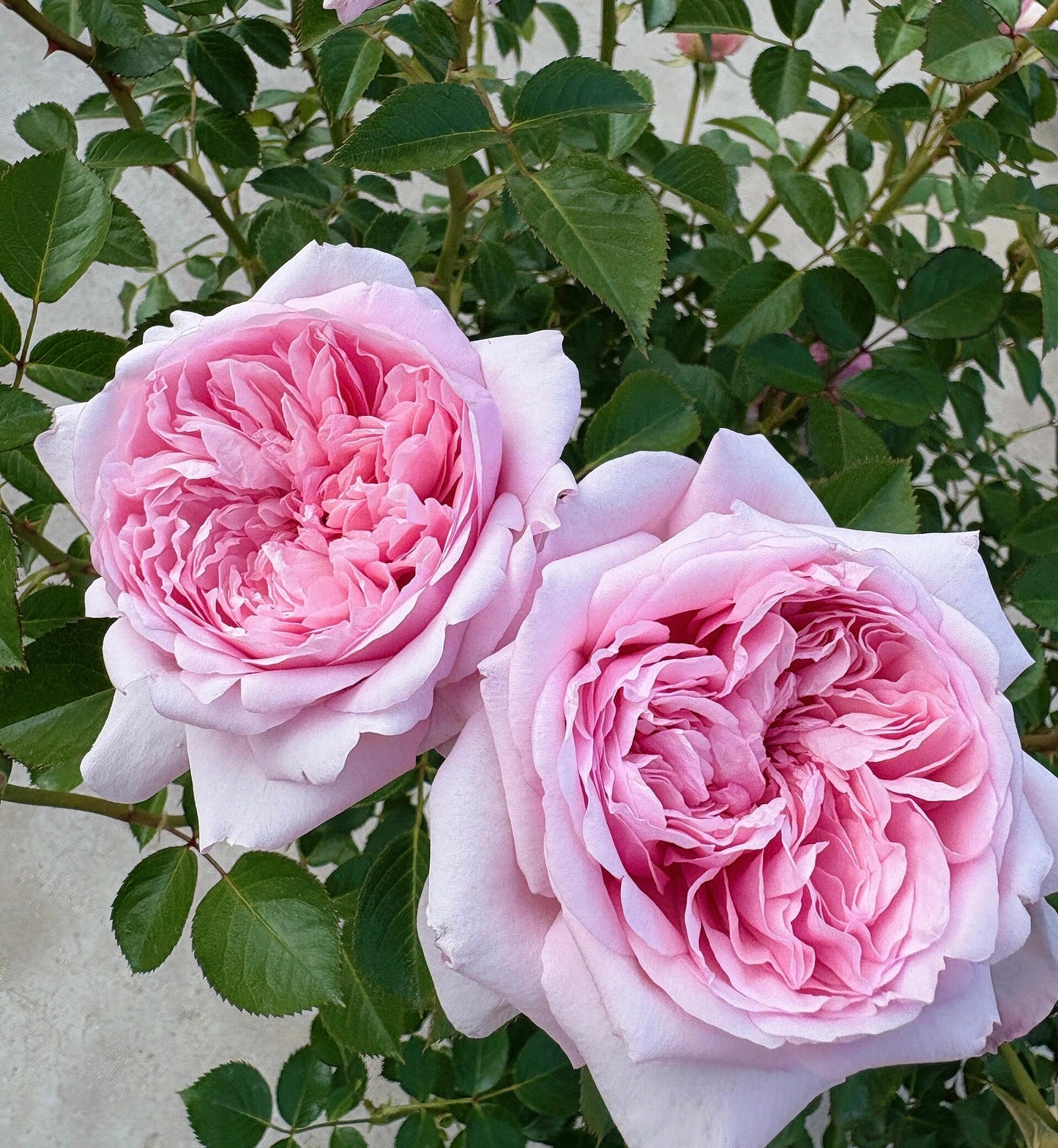 Rose ‘Mauritia|  シェ一ンハイト ’ 远古大陆- Award-Winning New Variety 2022