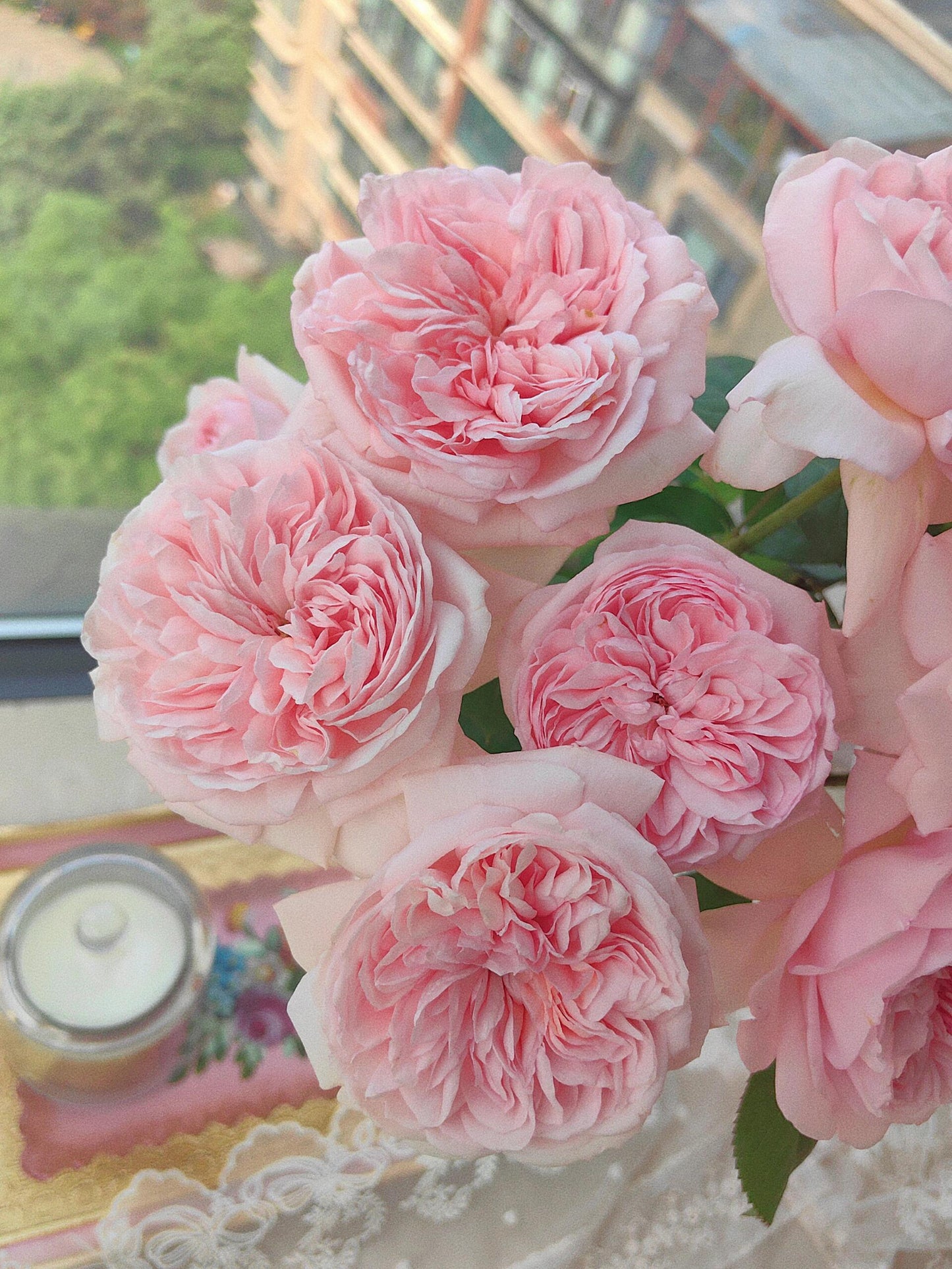 Rose ‘Mauritia|  シェ一ンハイト ’ 远古大陆- Award-Winning New Variety 2022