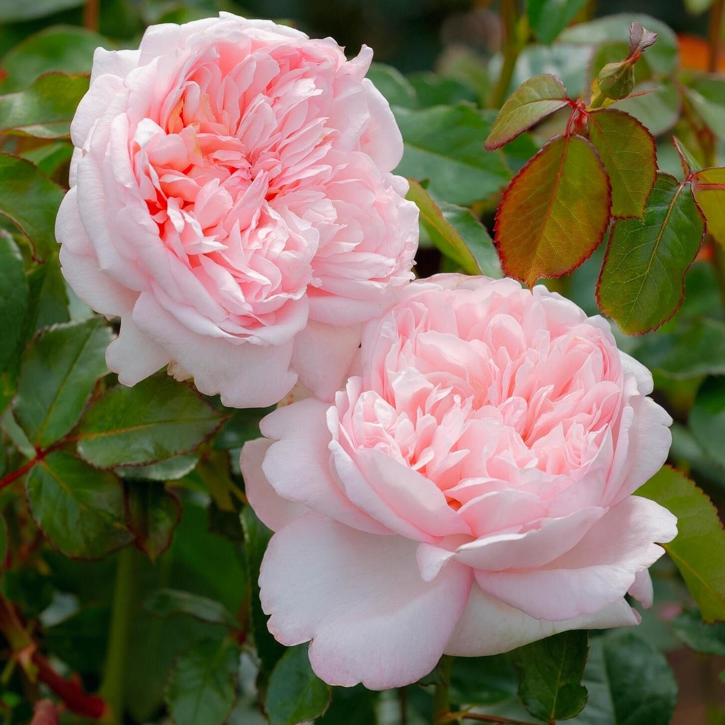 Rose ‘Mauritia|  シェ一ンハイト ’ 远古大陆- Award-Winning New Variety 2022