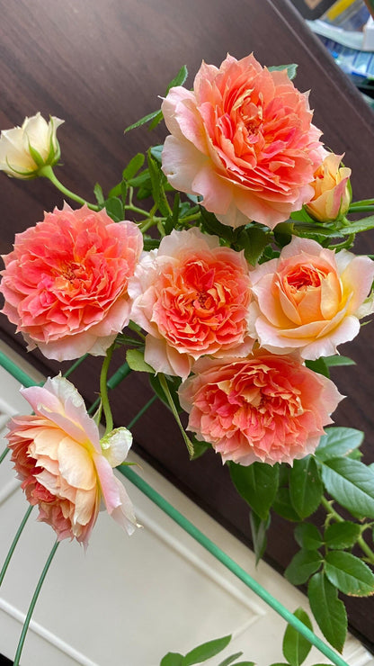 Rose 'Lanterne Citrouille' 南瓜灯笼