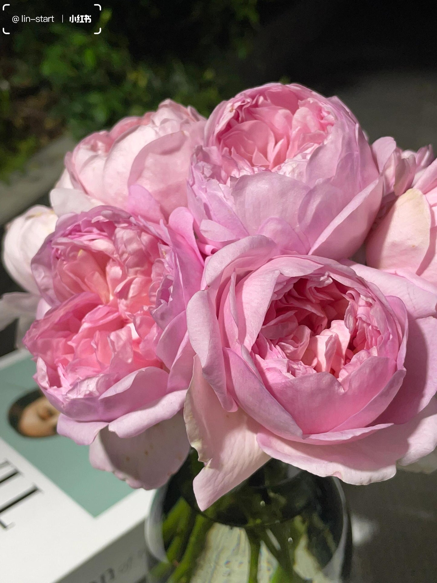 Rose ‘Mauritia|  シェ一ンハイト ’ 远古大陆- Award-Winning New Variety 2022