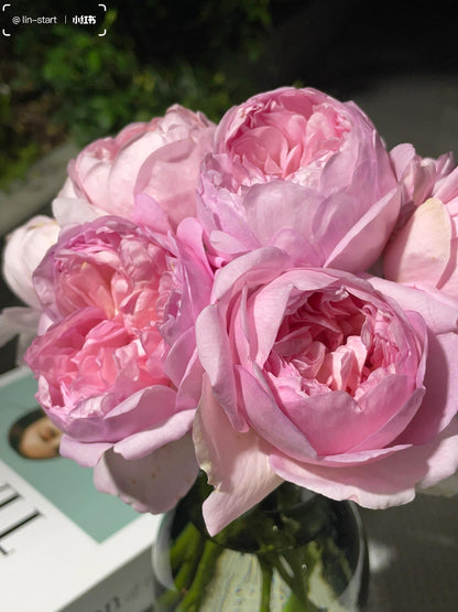 Rose ‘Mauritia|  シェ一ンハイト ’ 远古大陆- Award-Winning New Variety 2022