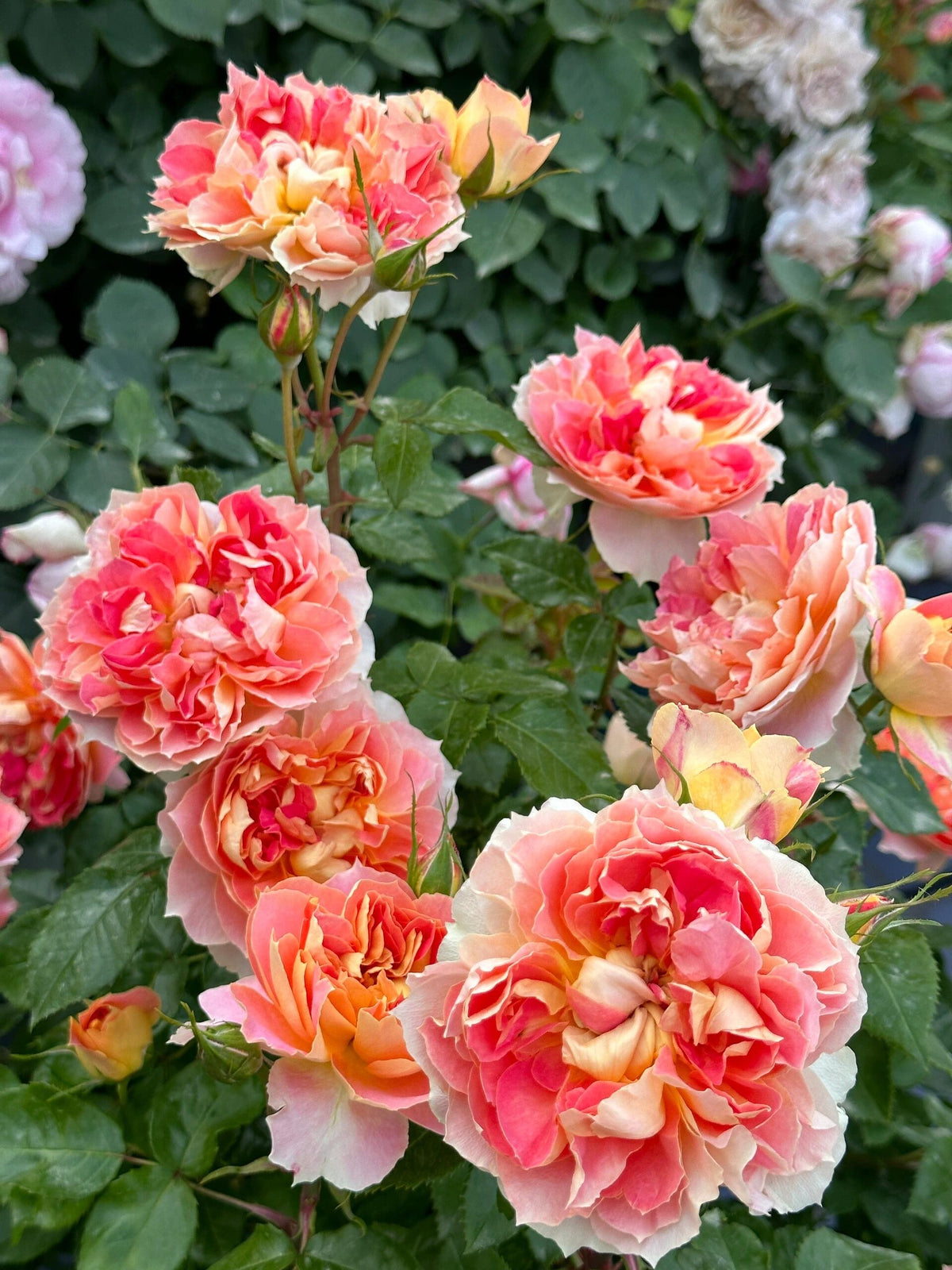 Rose 'Lanterne Citrouille' 南瓜灯笼