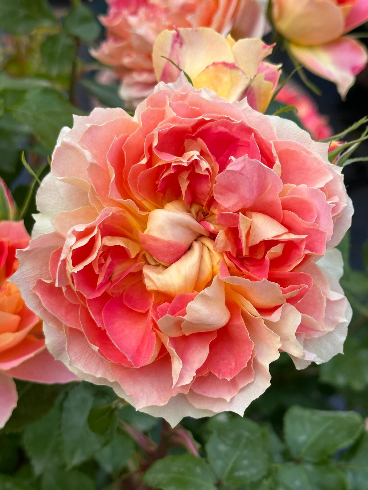 Rose 'Lanterne Citrouille' 南瓜灯笼
