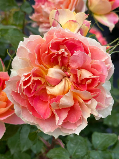 Rose 'Lanterne Citrouille' 南瓜灯笼
