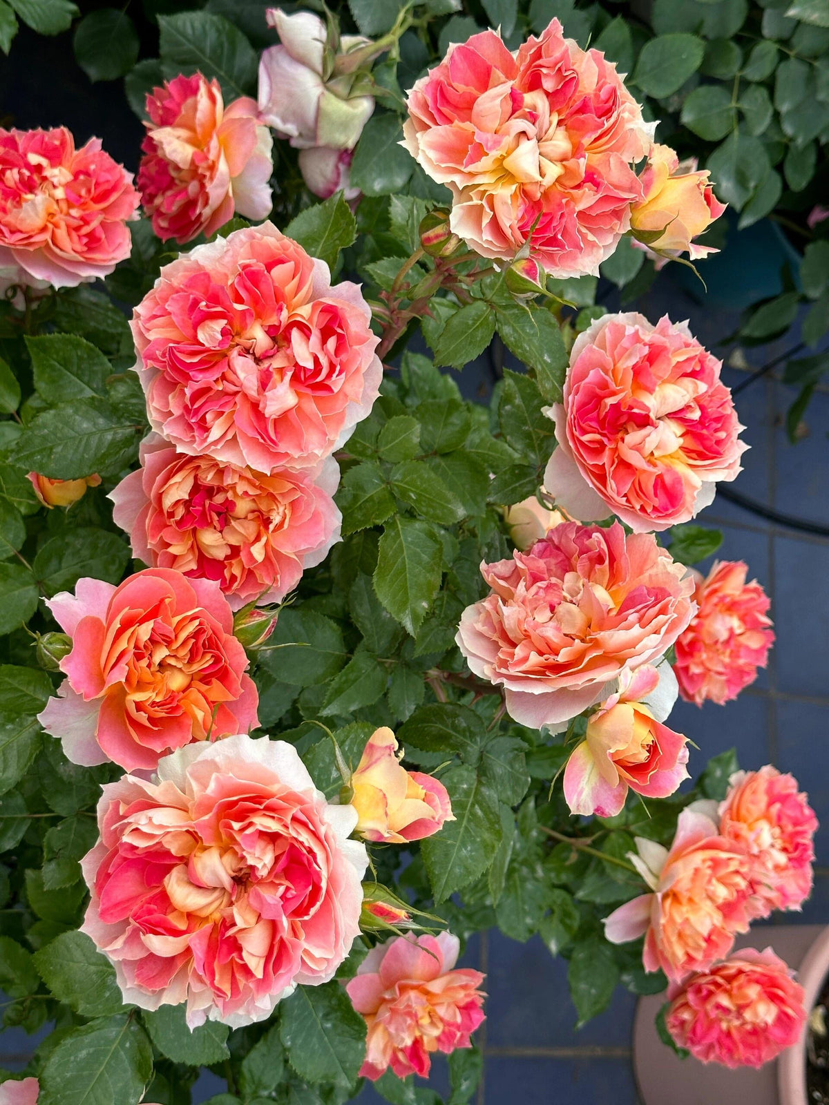 Rose 'Lanterne Citrouille' 南瓜灯笼